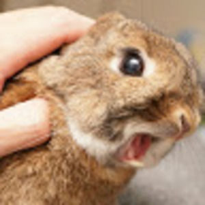 Meet your Posher, Eva